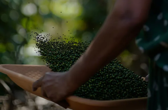 Malabar Black Peppercorn