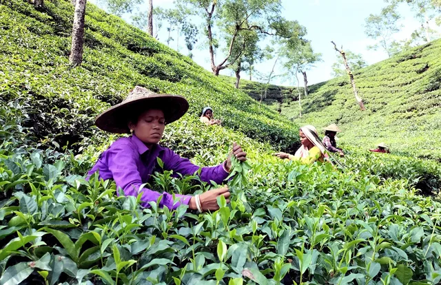 Assam CTC Black Tea