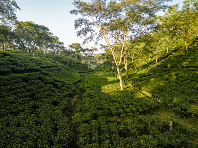 Nilgiri Orthodox Tea